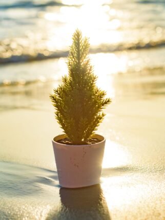 christmas-tree-on-the-beach-2025-02-22-18-11-37-utc