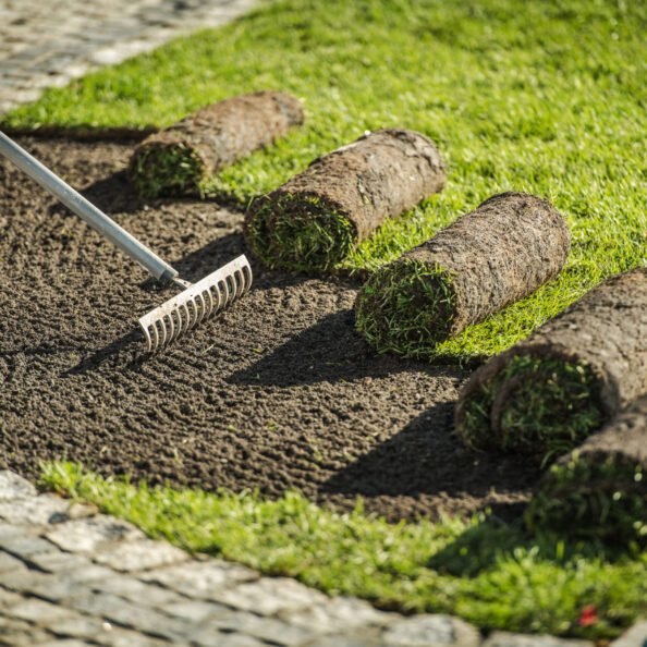 Natural Grass Turf Rolls Installation in Residential Backyard Garden. Gardening and Landscaping Theme.