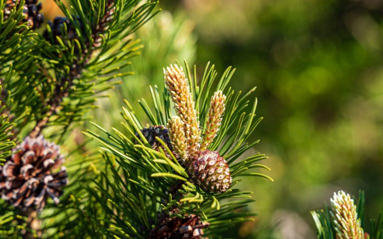 A closeup shot of pine trees in Black Forest, Germany