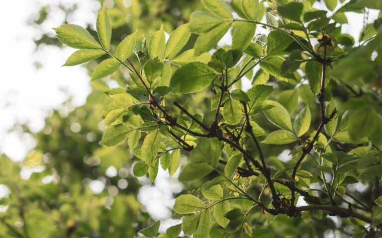 A closeup shot of the branches of a tree with green leaves in the garden